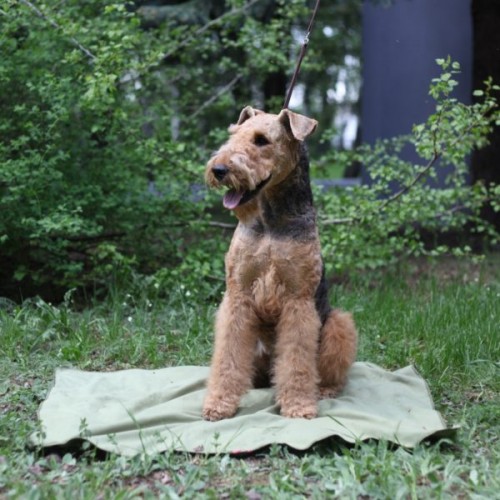 Osso Fashion охлаждающий коврик для собак Коврик помогает собакам переносить жару, делает более комфортным их пребывание в душной квартире, в транспорте и на выставках.